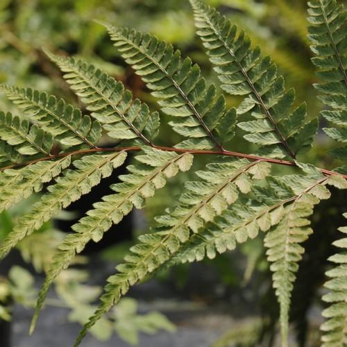 Green leaves with brown stems.