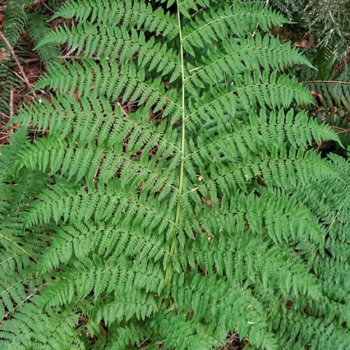 Lime-green stem with bright green fronds.