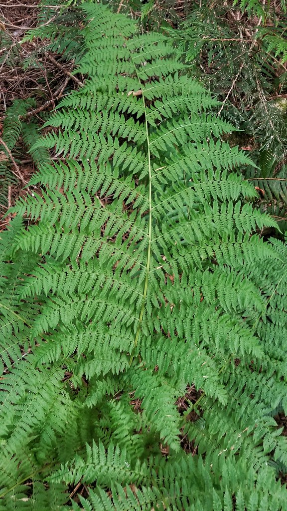 Lime-green stem with bright green fronds.