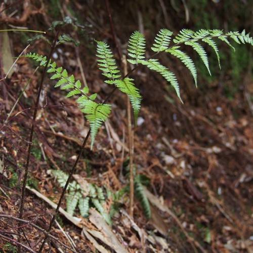 Green fronds with green leaves on dark-brown stem.