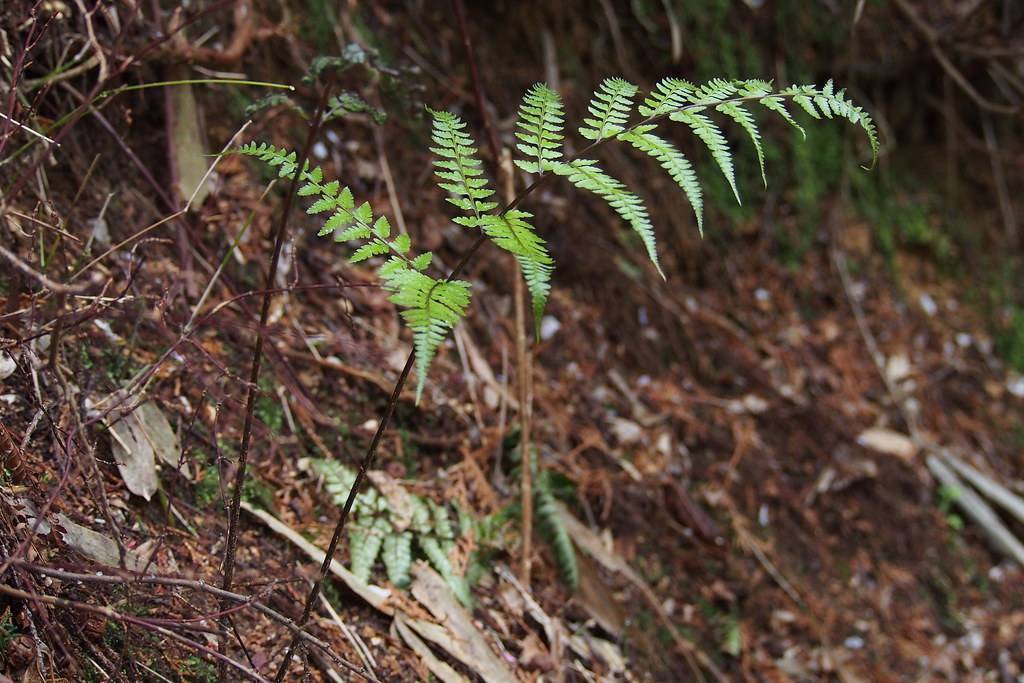 Green fronds with green leaves on dark-brown stem.