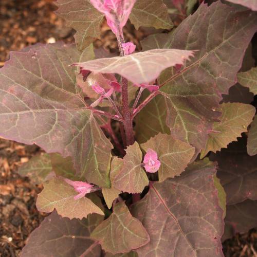 Leafy, branching plant with dark green-pink leaves on pink stem and stalks.