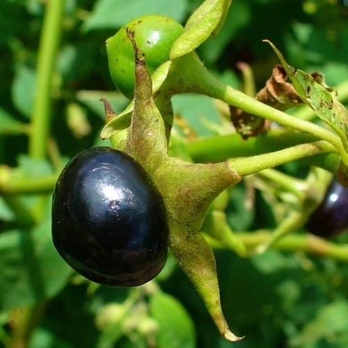 Black fruit, green sepal, lime stems and green leaves.