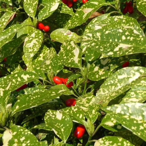 Red fruit with green-white leaves , green buds and stems.