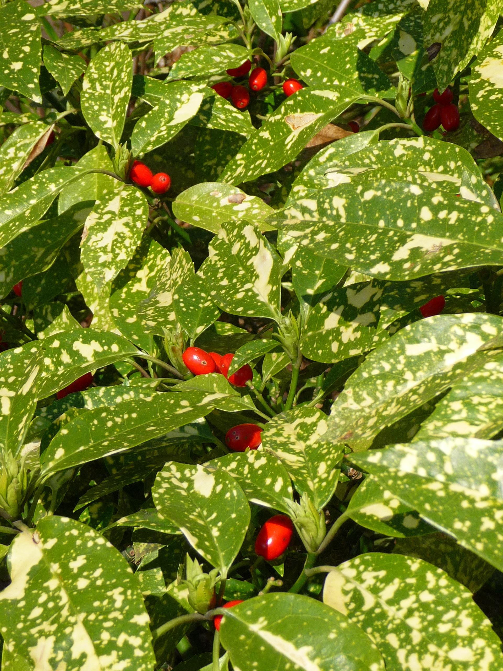 Red fruit with green-white leaves , green buds and stems.