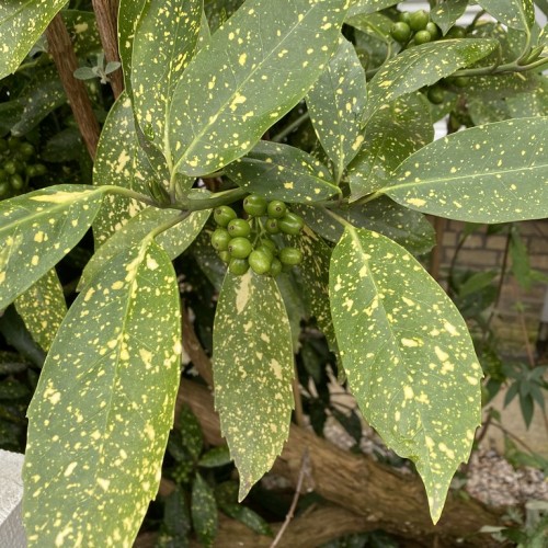 Green-yellow leaves, lime-green buds, yellow petiole, yellow midrib, veins and blades, brown stems and branches.