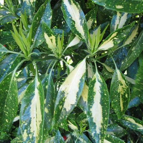 Green-yellow leaves on mint-green stalks and green stem.
