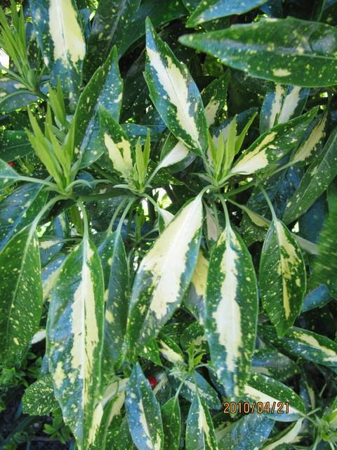 Green-yellow leaves on mint-green stalks and green stem.