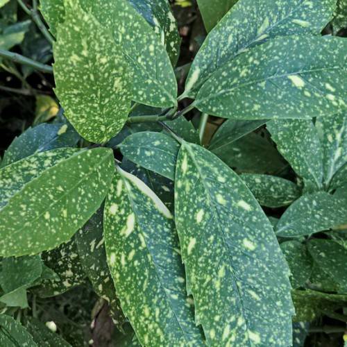 Dark-green-yellow leaves on green stems.