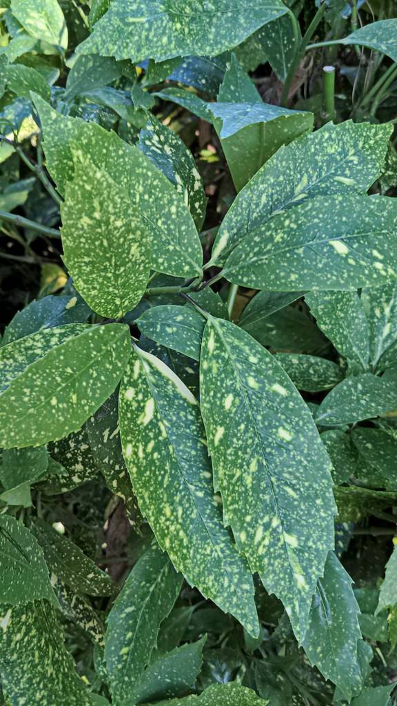 Dark-green-yellow leaves on green stems.