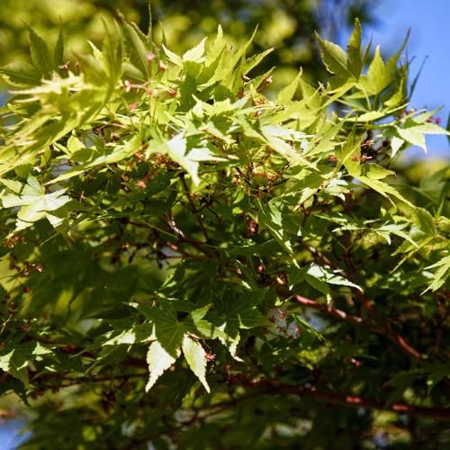 Tree's part with bright green leaves and crimson pink flowers filling the brown branches.