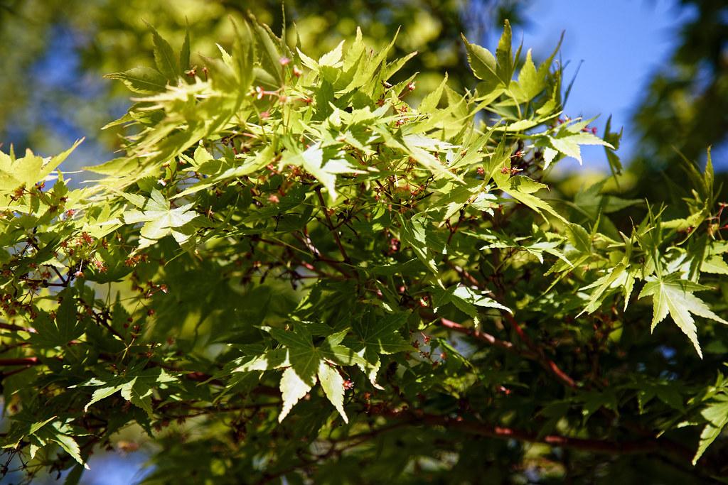 Tree's part with bright green leaves and crimson pink flowers filling the brown branches.