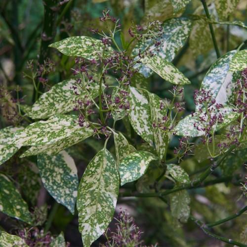 Purple flower with green stems, green-yellow leaves and dark-green branches.