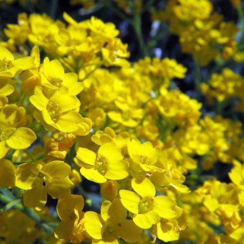 Bright-yellow flowers on green stems.