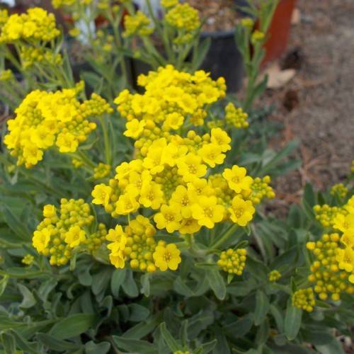 Dark-green leaves and bright-yellow flowers and buds on green stems.