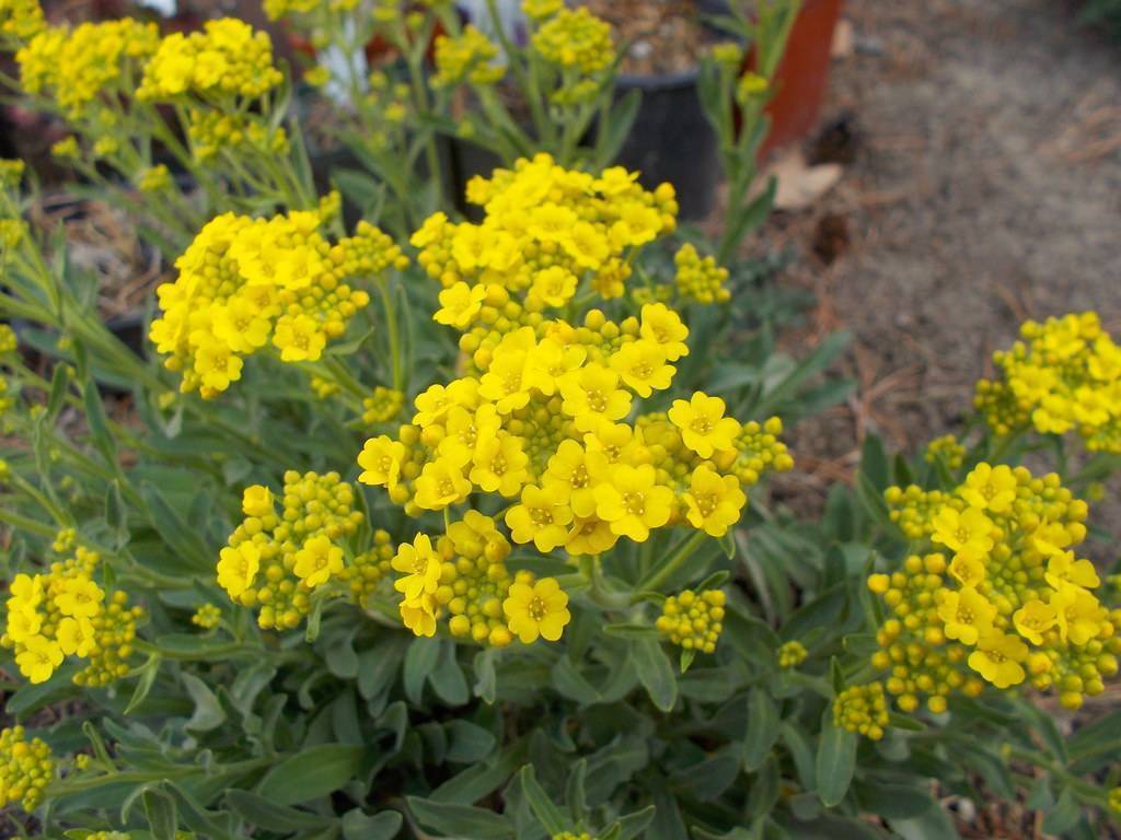 Dark-green leaves and bright-yellow flowers and buds on green stems.
