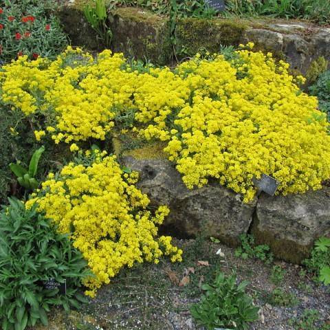 Green foliage covered in golden-yellow flowers.