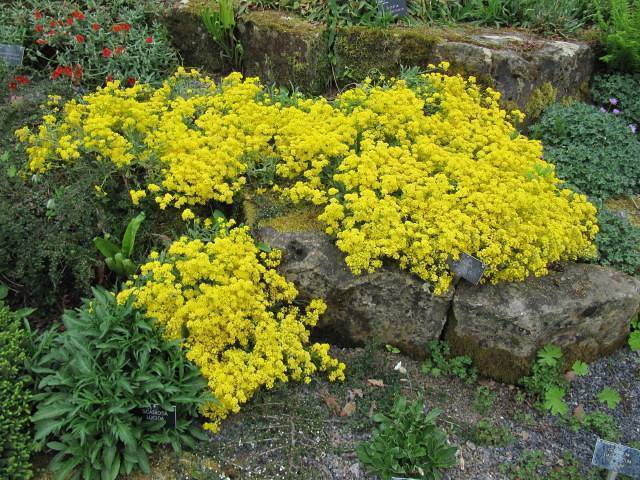 Green foliage covered in golden-yellow flowers.