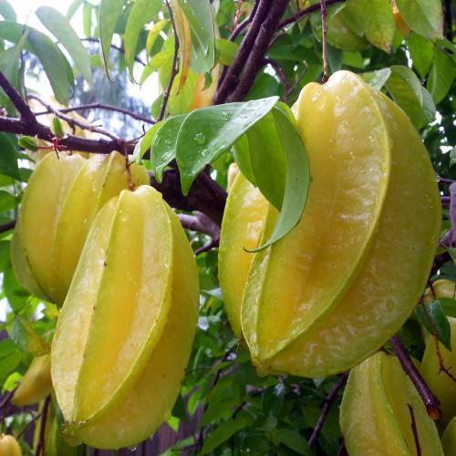 Yellow-green fruits growing with green leaves on brown stalks.