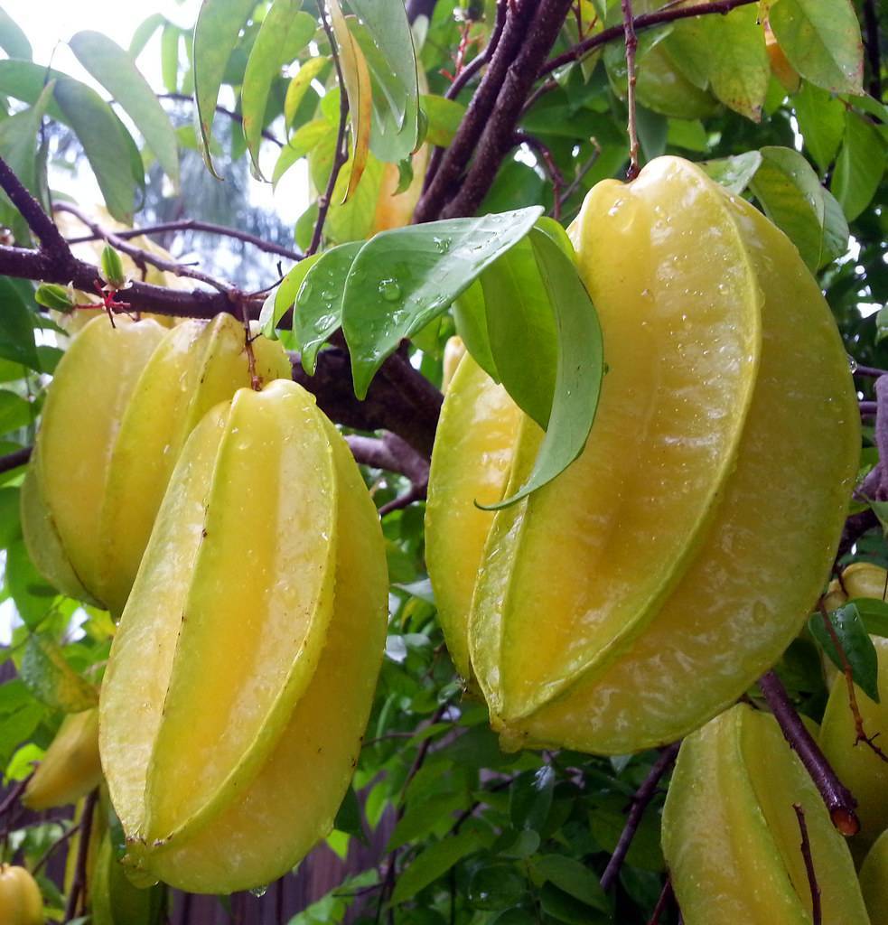 Yellow-green fruits growing with green leaves on brown stalks.