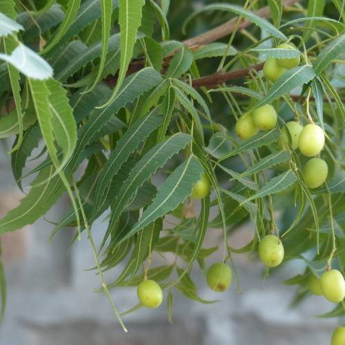 Green leaves and lime-green fruits on a brown stems.