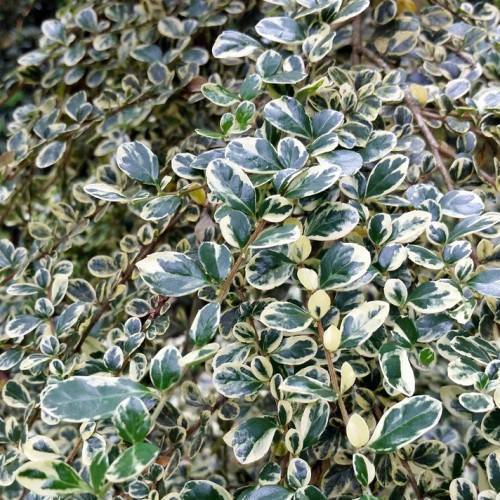 Dark-green-creamy leaves on brown branches.