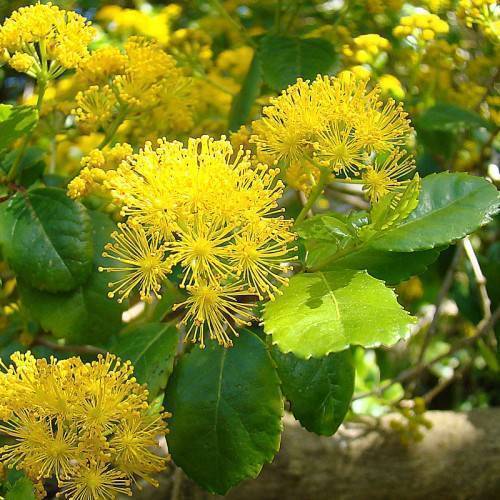 Green leaves and yellow flowers on green stalks.