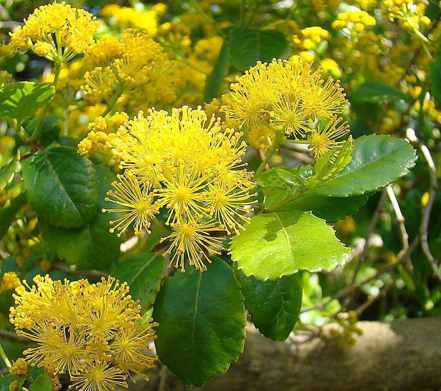 Green leaves and yellow flowers on green stalks.