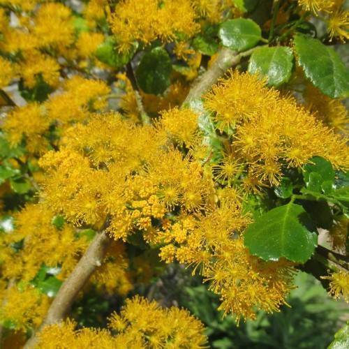 Green foliage and yellow flowers on green-light-brown stems.