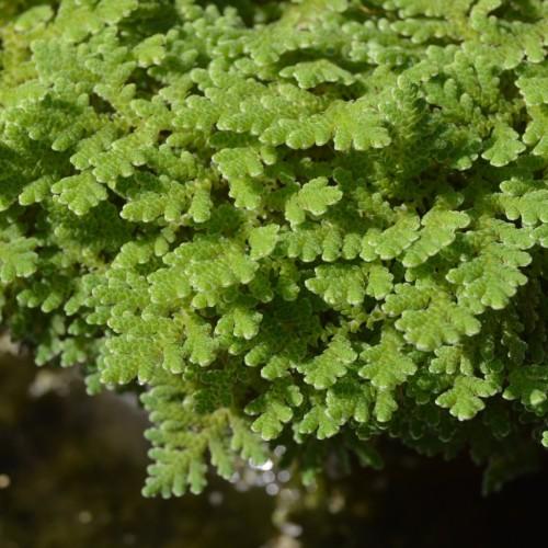 Green leaves with yellow veins.