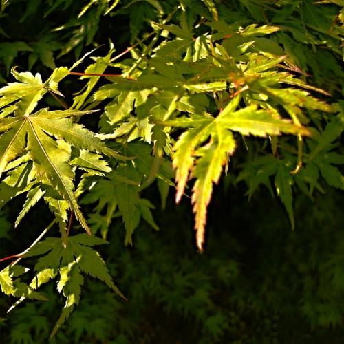 lime leaves with red stems
