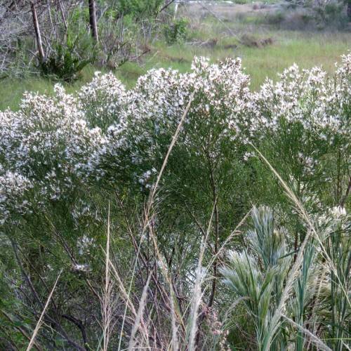 white flowers with green leaves and stems