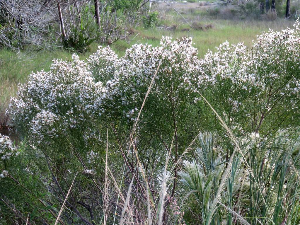 white flowers with green leaves and stems