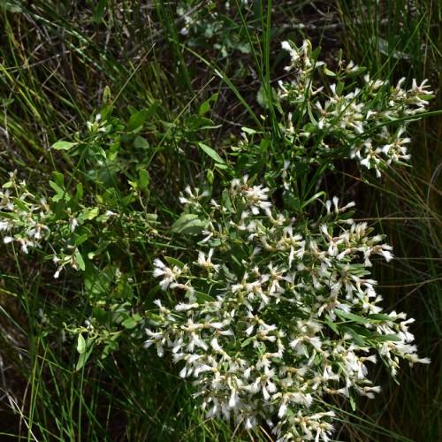 White-beige flower with green leaves and stems.