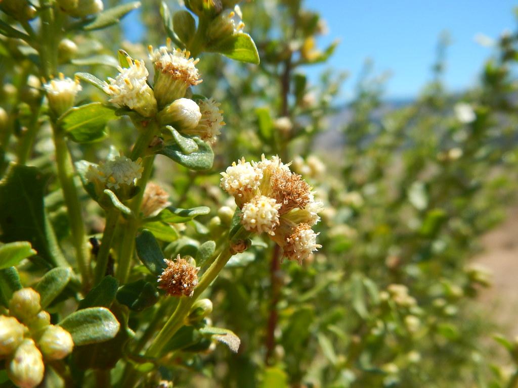 Off-white flowers with buds, yellow anthers, green leaves and stems.