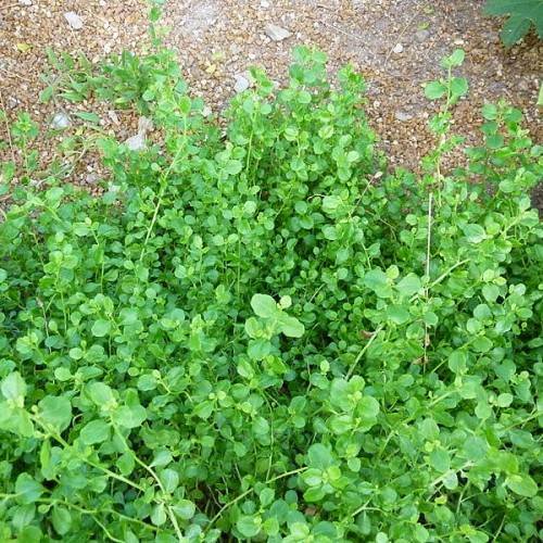 Green branches and  green leaves with green stems.