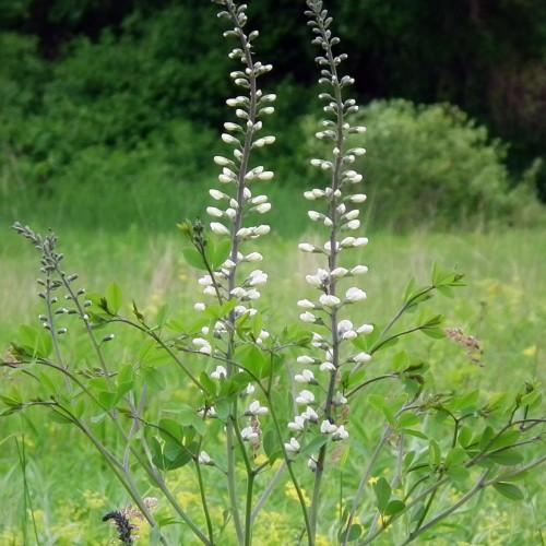 White flower with buds, dark-green stems and green leaves