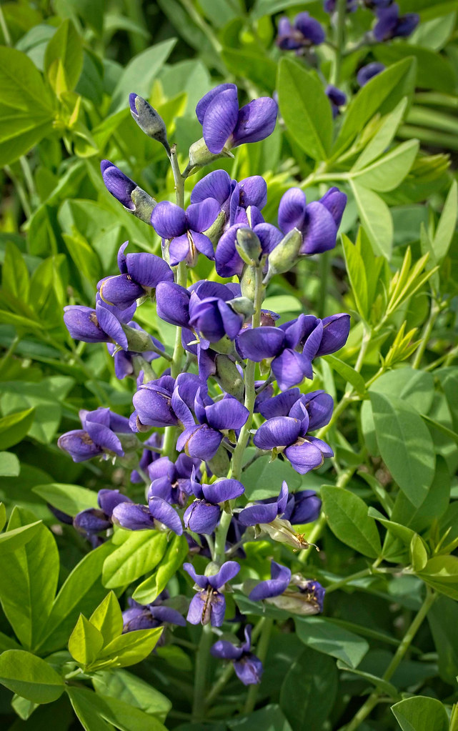 Purple flowers arranged on green stems and green leaves with green buds.