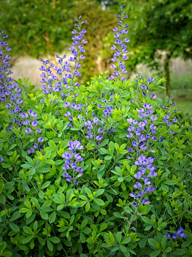 Purple flowers and green foliage on green stems and stalks.