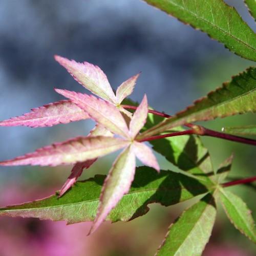 pink-green leaves with red-brown stems