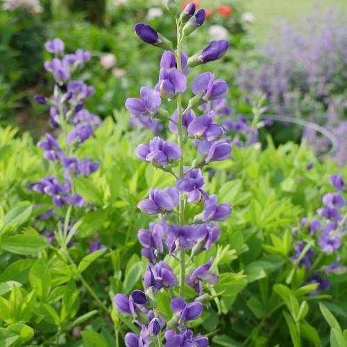Green stem and stalks with purple-blue flowers and green leaves.