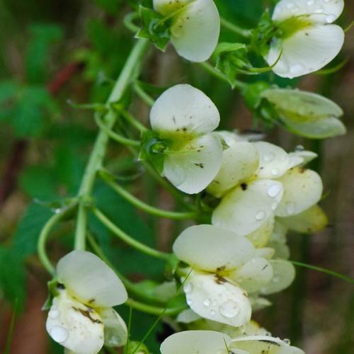 White-yellow-green flowers and green leaves on a green stem branches.