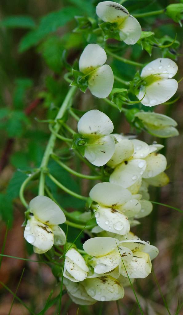 White-yellow-green flowers and green leaves on a green stem branches.