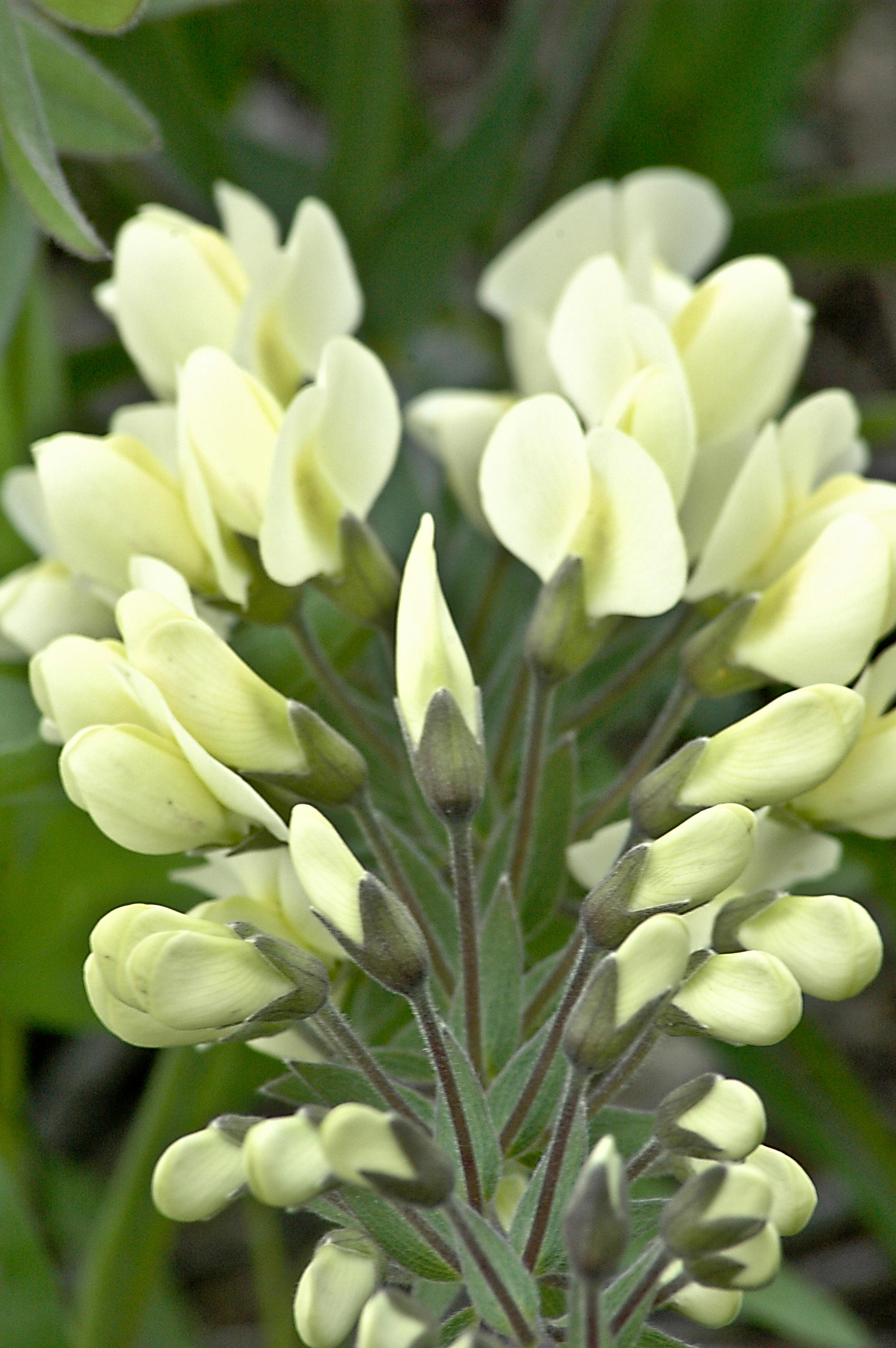 Light-yellow flowers with buds, white hair,  Olive sepals, stems and leaves.