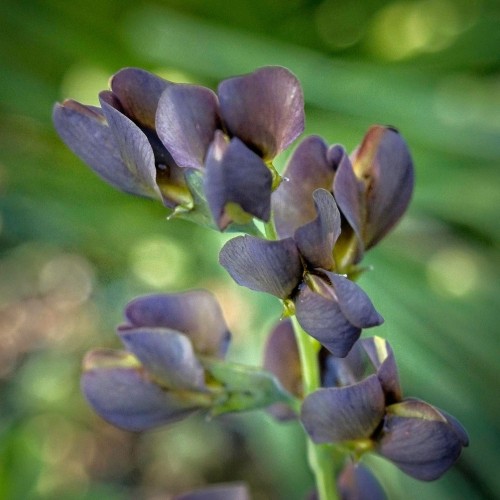 Violet-brown flowers with green sepals and pedicel.