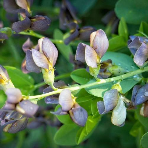 Dark-purple flowers and green leaves on green stems.