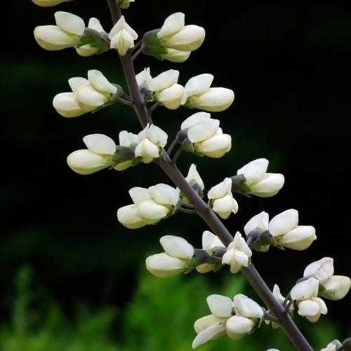 Off-white flowers with buds, dark-brown stem, dark-green sepals