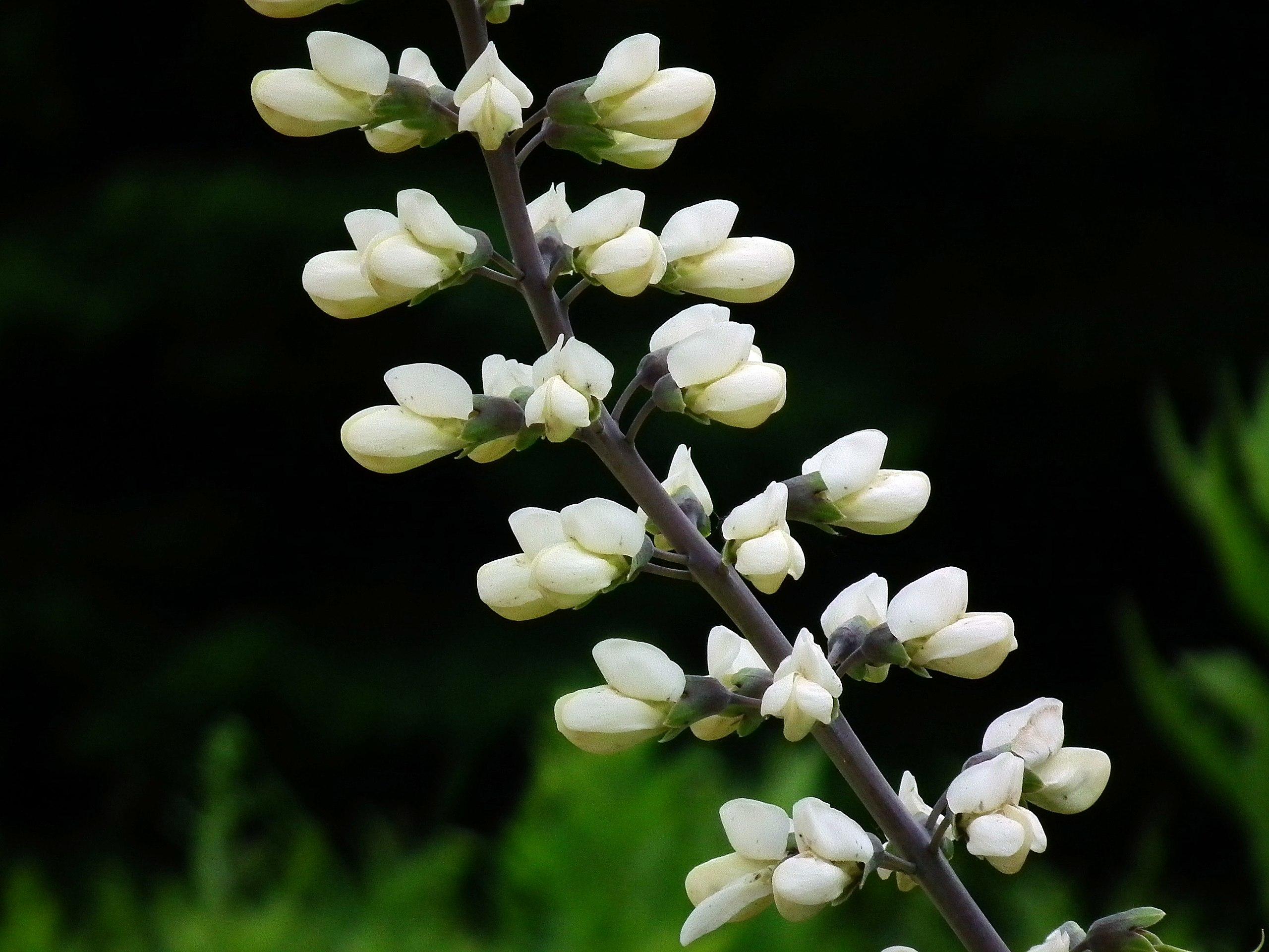 Off-white flowers with buds, dark-brown stem, dark-green sepals