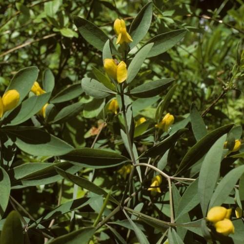 Yellow flower with green leaves and stems.