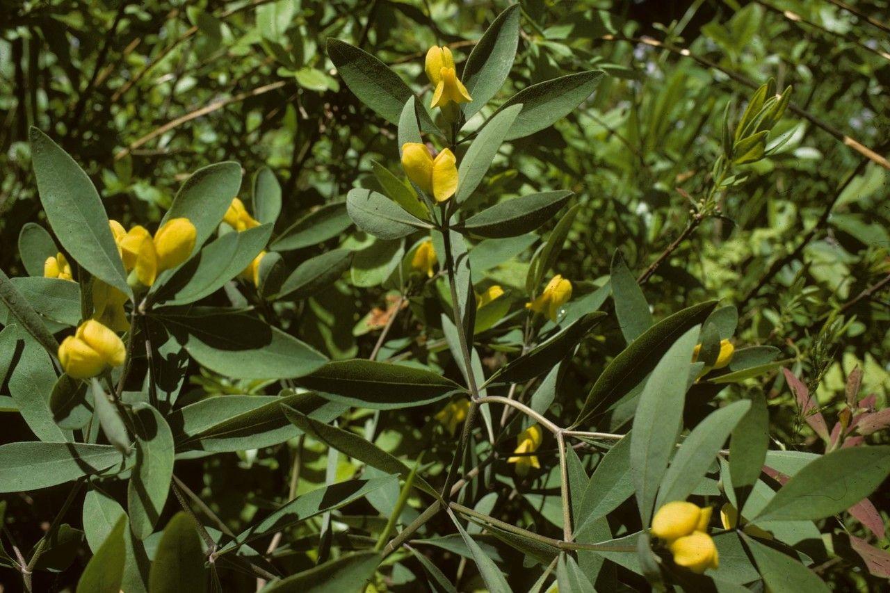 Yellow flower with green leaves and stems.